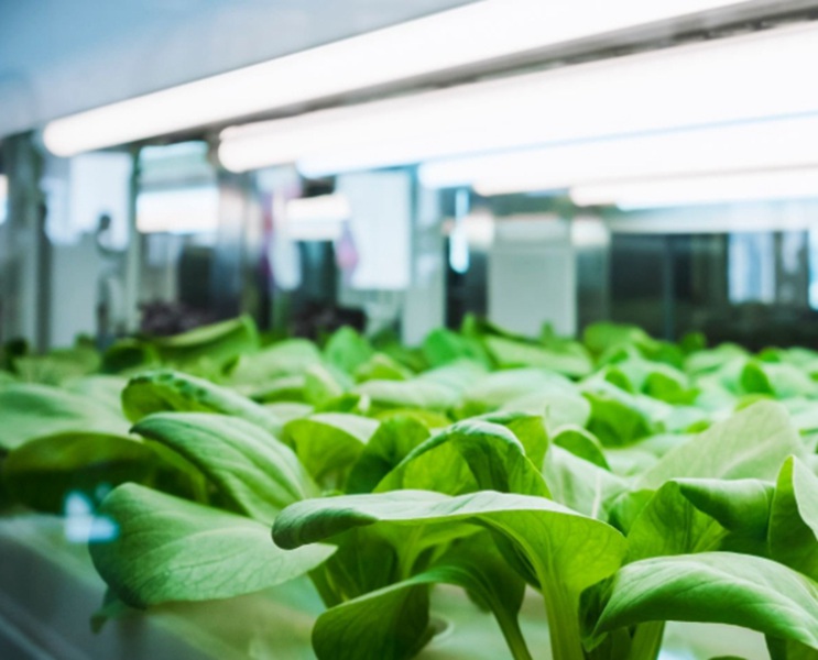 High-efficiency LED Grow Light