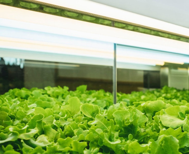 Seedling LED Grow Light