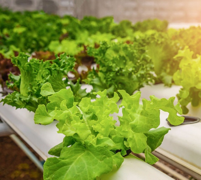 Vertical Farming LED Grow Light