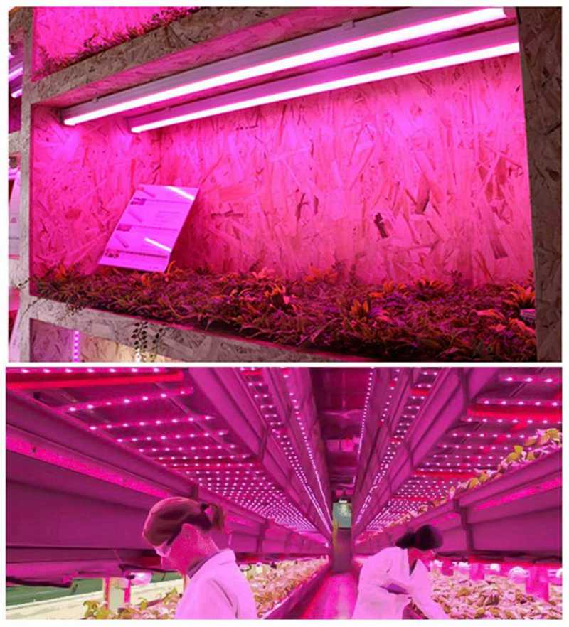 full spectrum plant lights